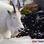 Kambing Naik Gunung